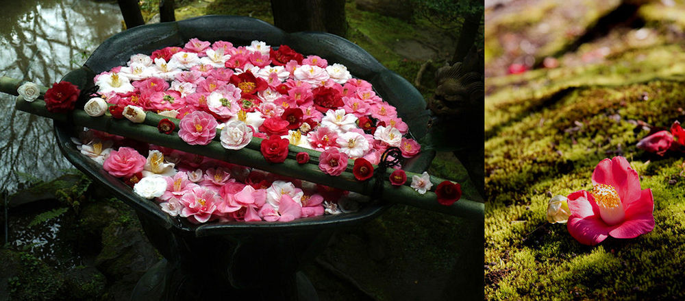Прекрасная камелия – цветок без запаха для парфюмера, символ Chanel и японских самураев, фото № 2