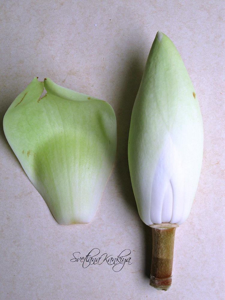 Ботанический разбор цветка Магнолии белой крупноцветковой, фото № 17