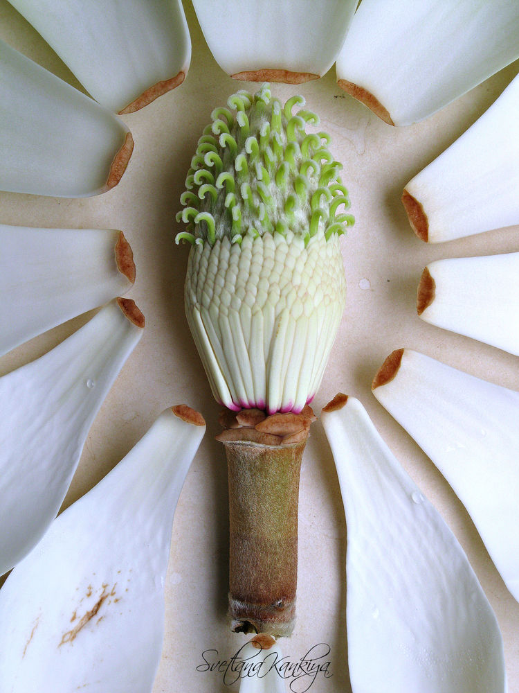 Ботанический разбор цветка Магнолии белой крупноцветковой, фото № 19