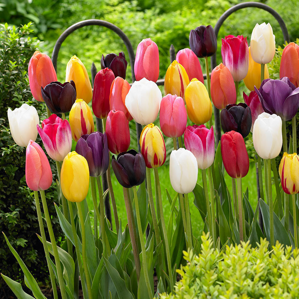 Такие разные тюльпаны. История весеннего цветка, фото № 47