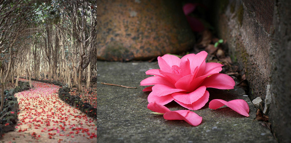 Прекрасная камелия – цветок без запаха для парфюмера, символ Chanel и японских самураев, фото № 7