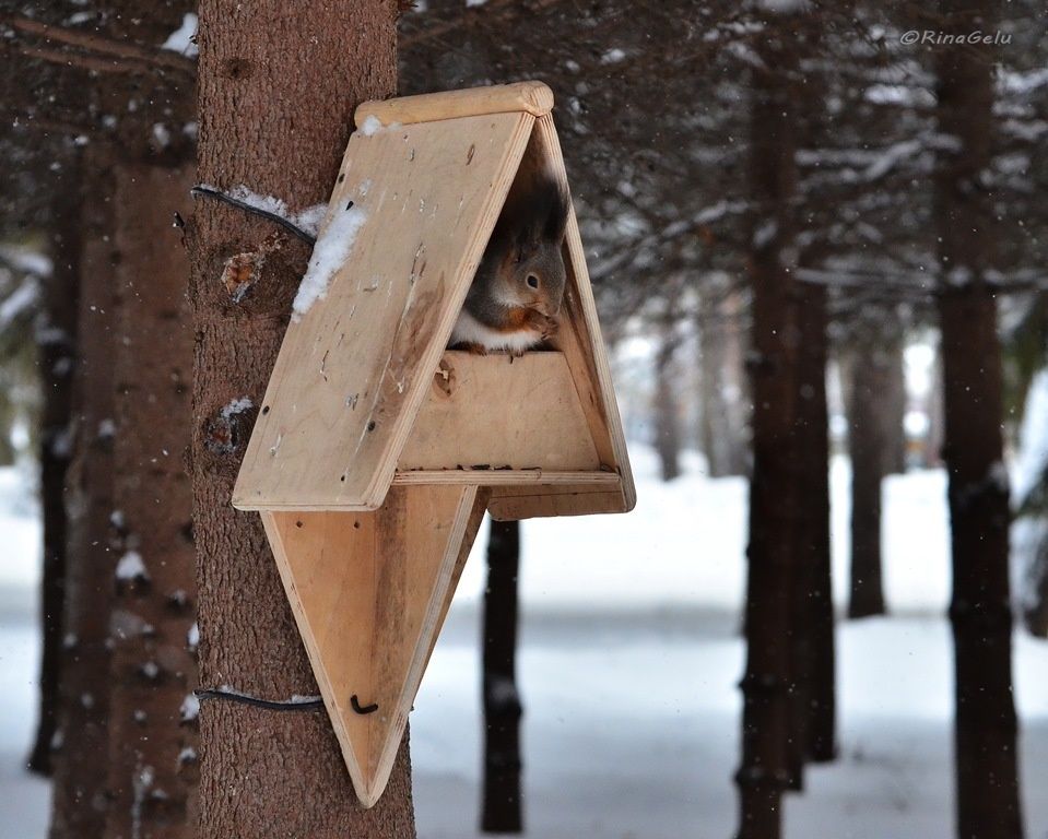 Кормушки для белок — вдохновляемся, фото № 2