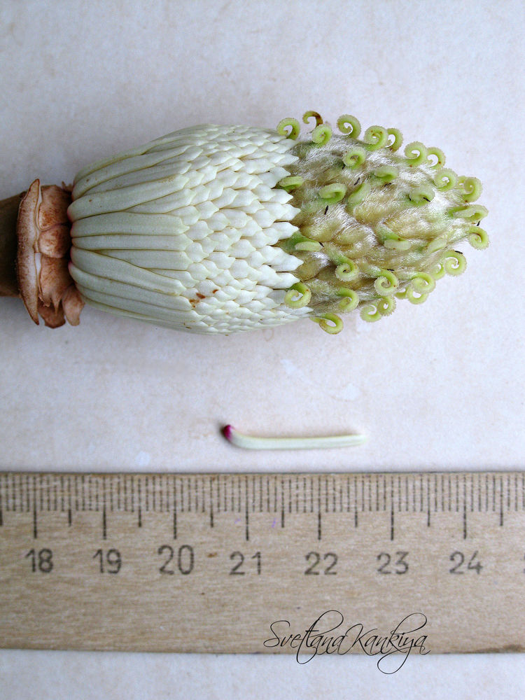 Ботанический разбор цветка Магнолии белой крупноцветковой, фото № 33
