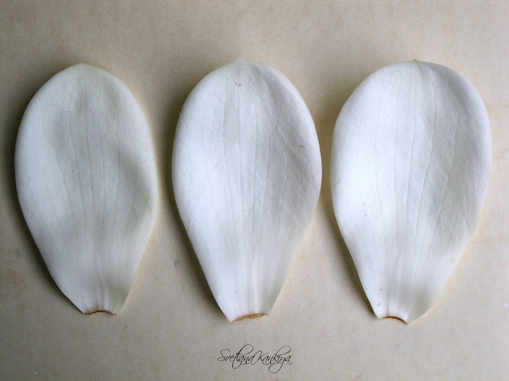 Ботанический разбор цветка Магнолии белой крупноцветковой, фото № 40