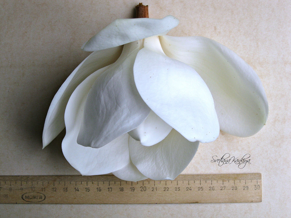 Ботанический разбор цветка Магнолии белой крупноцветковой, фото № 25