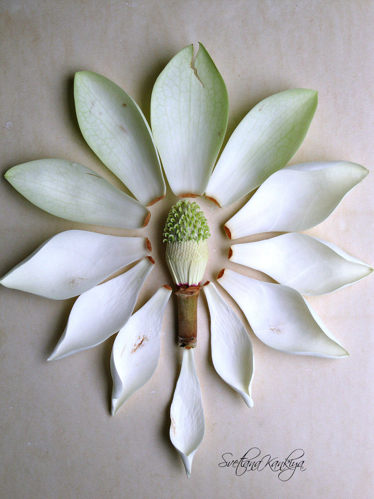 Ботанический разбор цветка Магнолии белой крупноцветковой, фото № 18