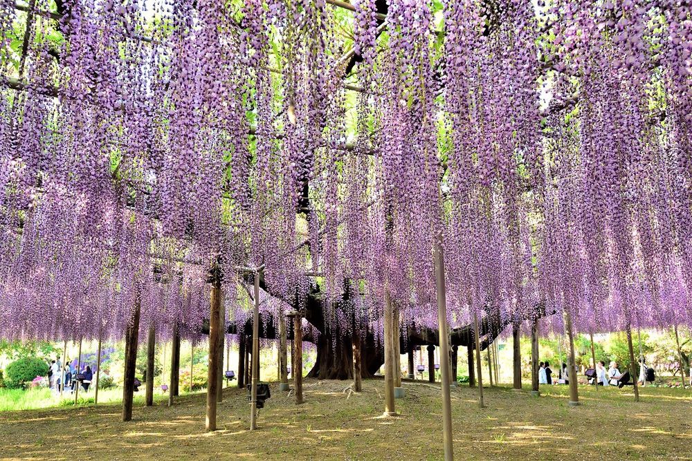 Цветения глицинии ждут в японской префектуре в ближайшие дни, фото № 1