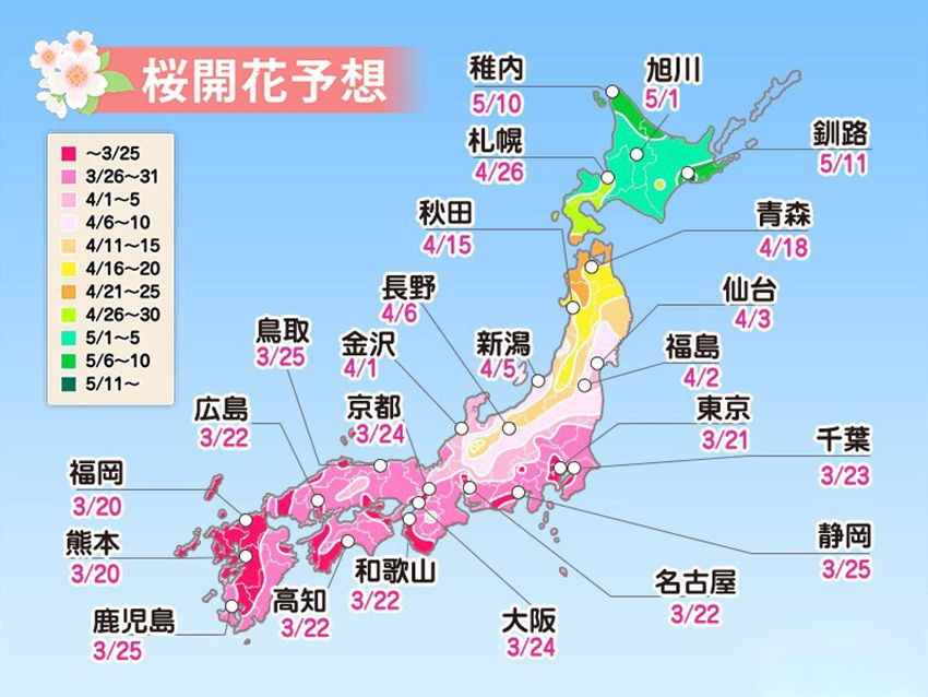 В Японии официально открылся сезон цветения сакуры + подборка идей для творчества, фото № 3