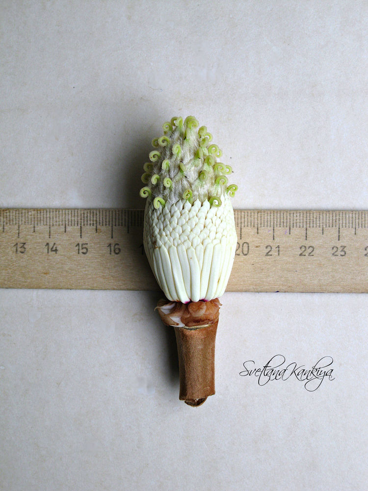 Ботанический разбор цветка Магнолии белой крупноцветковой, фото № 31