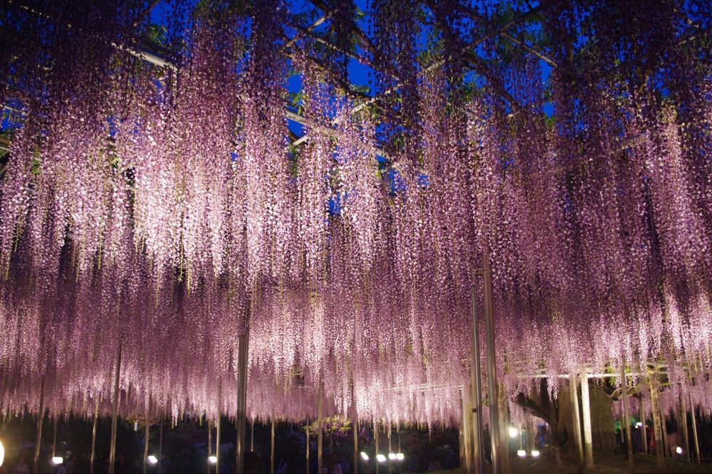Цветения глицинии ждут в японской префектуре в ближайшие дни, фото № 2