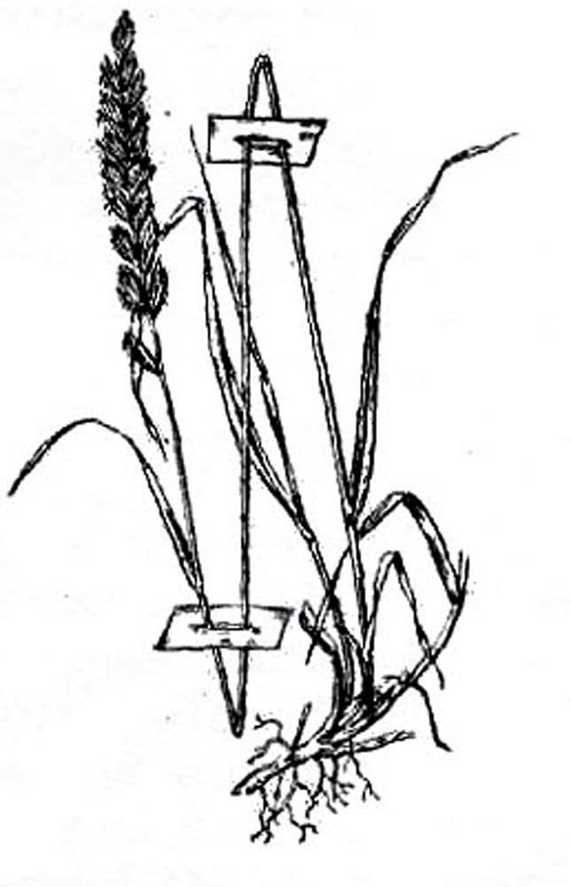 Методика сушки растений для гербария и хранение гербария, фото № 2