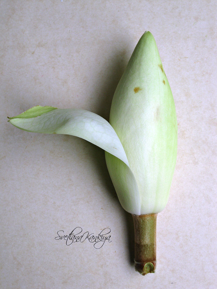 Ботанический разбор цветка Магнолии белой крупноцветковой, фото № 16