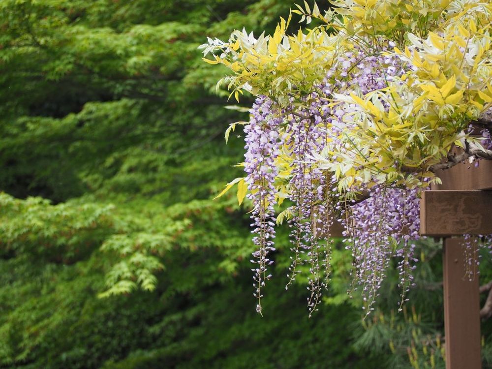 Цветения глицинии ждут в японской префектуре в ближайшие дни, фото № 16