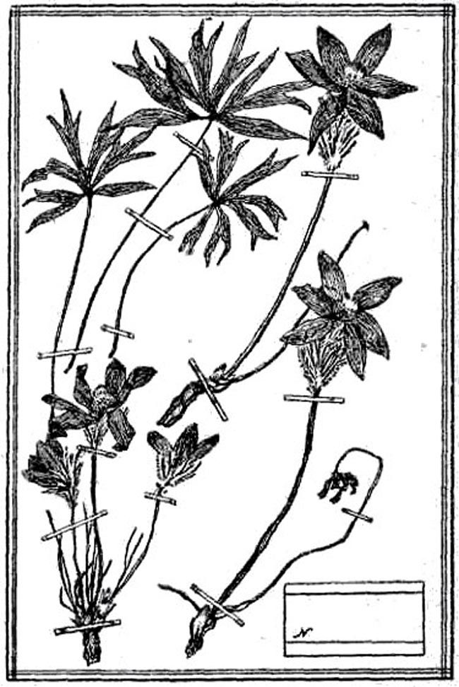 Методика сушки растений для гербария и хранение гербария, фото № 3