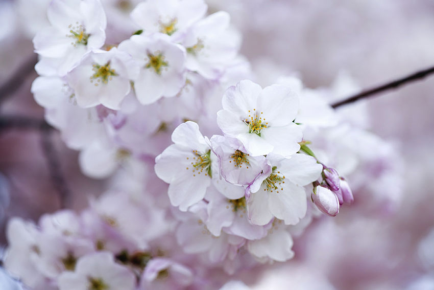 В Японии официально открылся сезон цветения сакуры + подборка идей для творчества, фото № 1