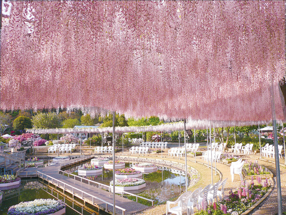 Цветения глицинии ждут в японской префектуре в ближайшие дни, фото № 3