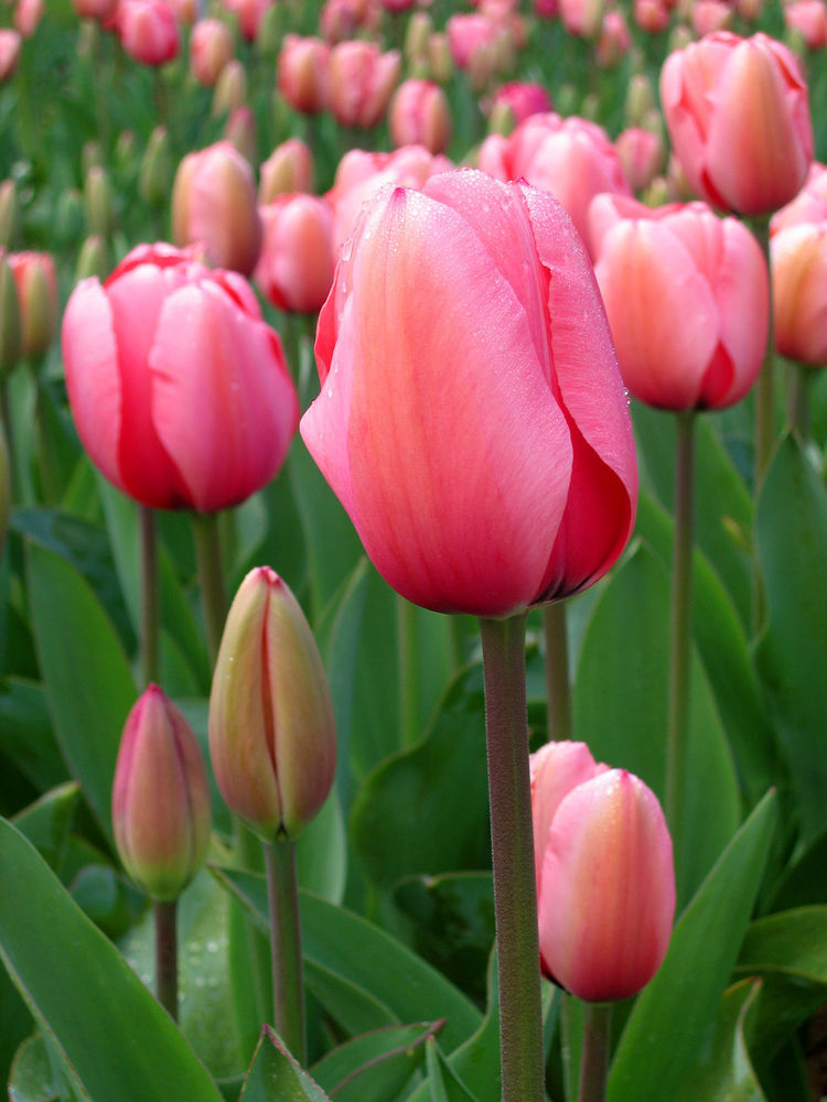Такие разные тюльпаны. История весеннего цветка, фото № 9