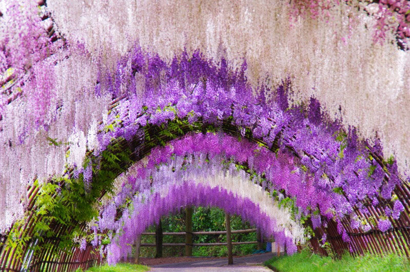 Цветения глицинии ждут в японской префектуре в ближайшие дни, фото № 19
