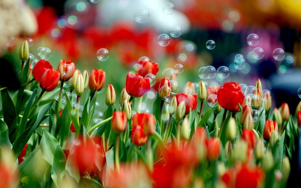 Такие разные тюльпаны. История весеннего цветка, фото № 42