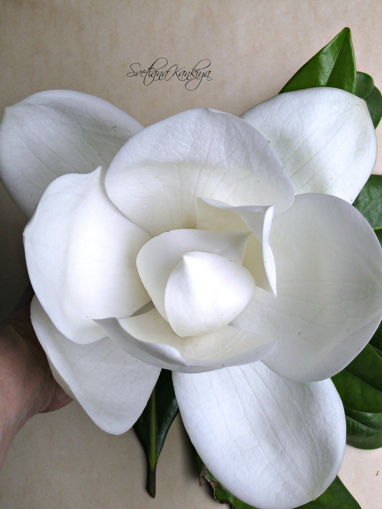 Ботанический разбор цветка Магнолии белой крупноцветковой, фото № 22