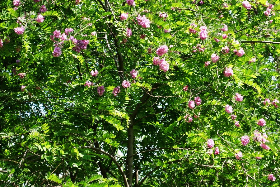 Дерево робиния розовая