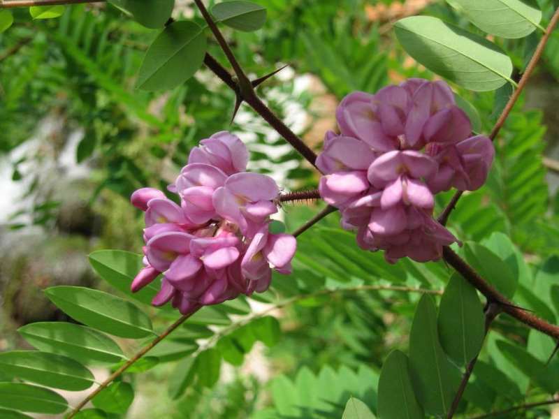 robinia viscosa