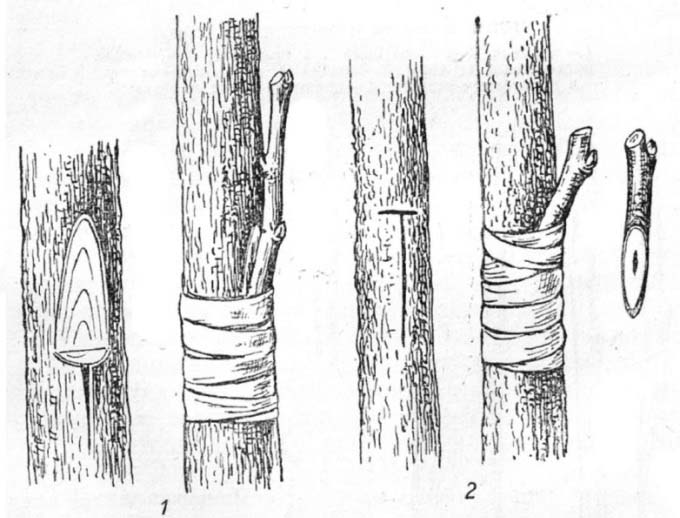 Прививка вишни на кору актуальна при наличии слишком крупного для стандартной копулировки подвоя