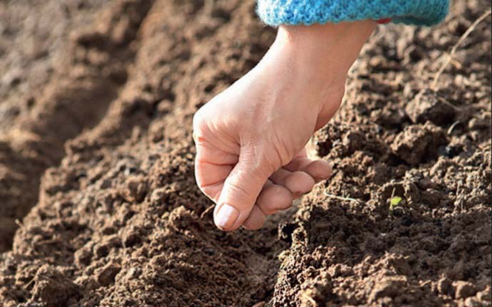 При посеве петрушки и до момента появления всходов почва обязательно должна быть влажной