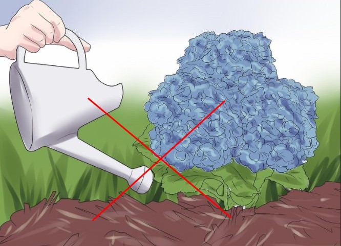 С наступлением осени полив гортензии прекращают