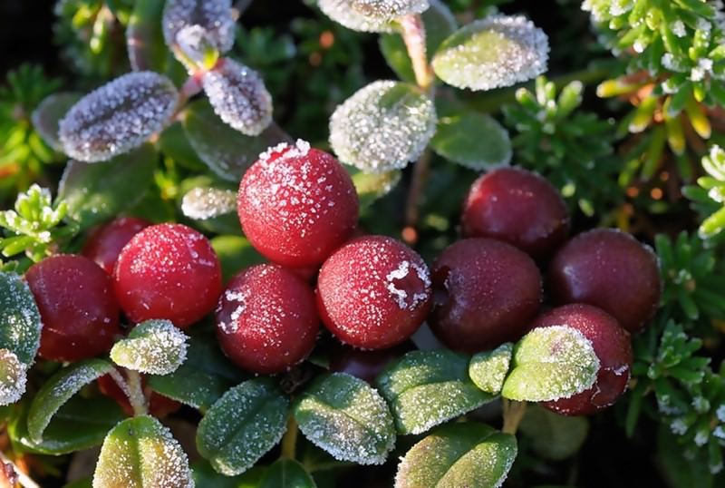 Брусника: кустарник с полезными и вкусными плодами на вашей даче