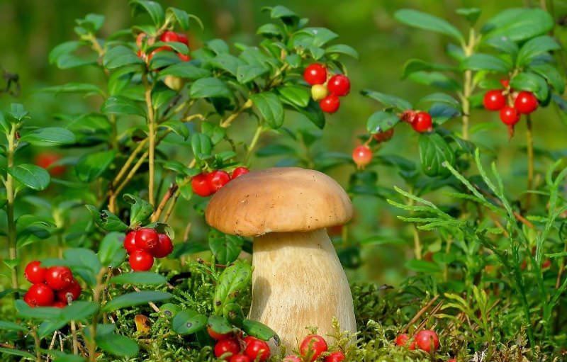 Брусника: кустарник с полезными и вкусными плодами на вашей даче