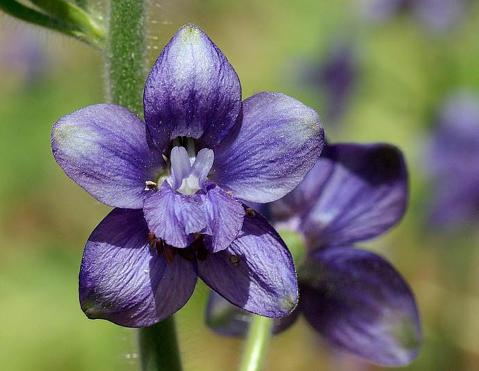 Живокость аптечная (D. officinale)