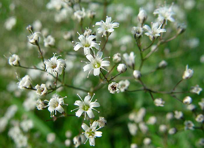 Гипсофила метельчатая (Gypsophila раniсulаtа)