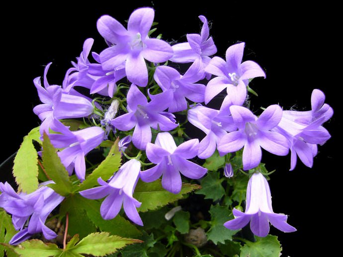 Кампанула равнолистная (Campanula isophylla)