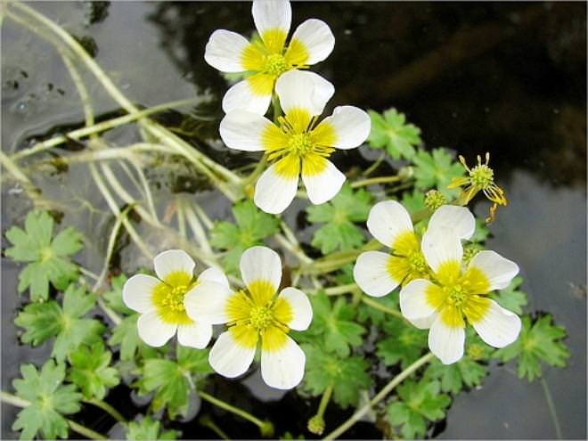 Лютик болотный (R.pseudohirculus Schrenk)