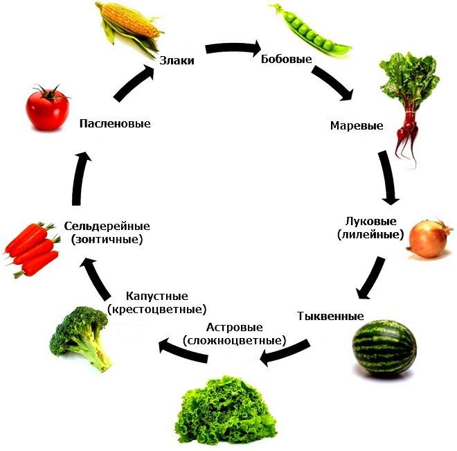 Правильное чередование растений на приусадебном и садово-огородном участке должно осуществляться согласно схеме
