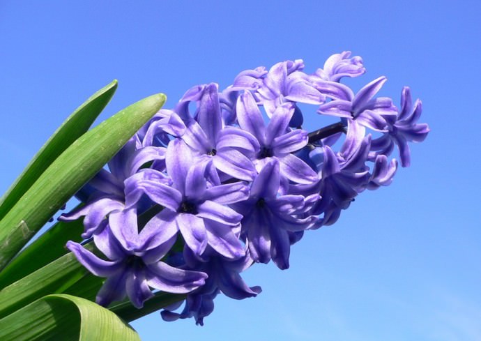 Весенние Гиацинты особенно популярны на ранних клумбах и цветниках
