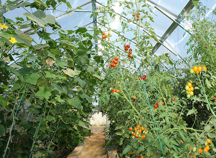 Достаточно часто в условиях одного тепличного пространства выращиваются огурцы вместе с томатами
