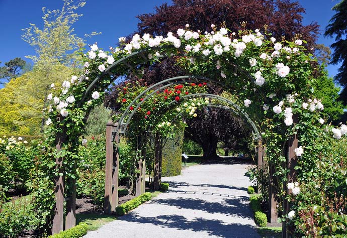Для оформления арки лучше всего подходят плетистые сорта розы рамблер, имеющие длинные и гибкие побеги, а также характеризующиеся одноразовым, но очень обильным цветением
