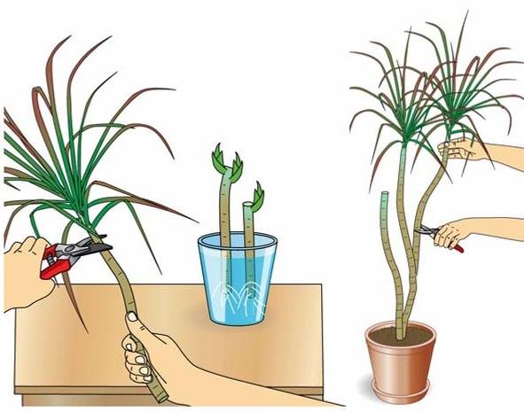 Все обрезанные части драцены можно посадить при помощи укоренения в питательном субстрате или воде