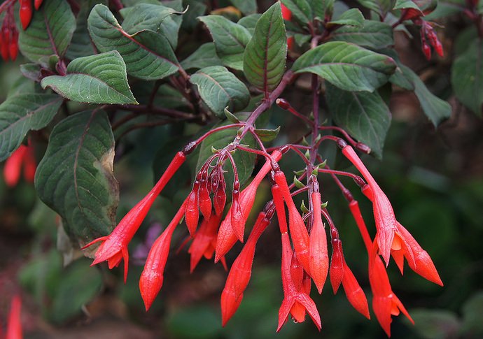 Трехлистная фуксия (F.triphylla )