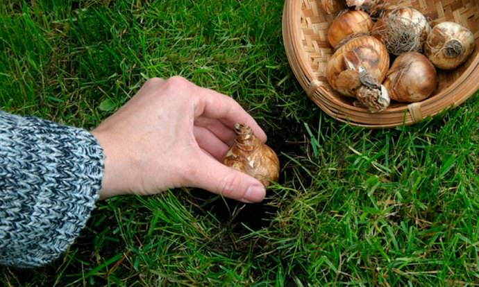 Высаживать подготовленный посадочный материал нужно после того, как минует угроза повреждения луковиц весенними возвратными заморозками