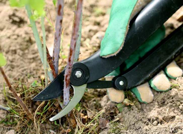 Для получения здоровых и урожайных кустов сорта Вольница, необходимо проводить правильную обрезку кустов весной