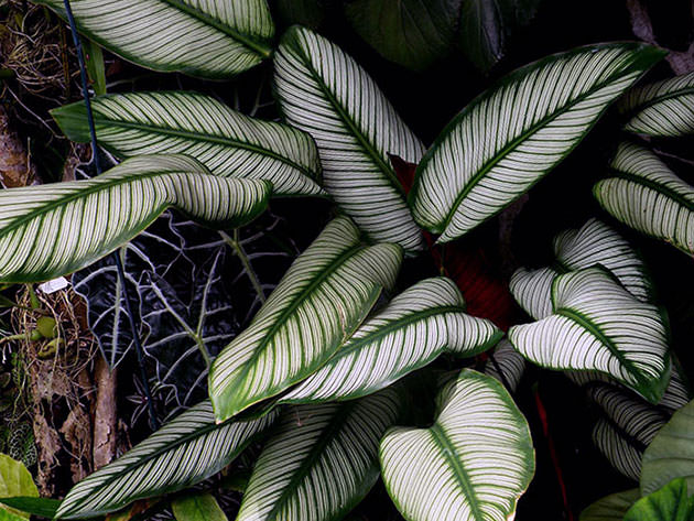 Калатея украшенная или Орната, Сандериана (Calathea ornata)