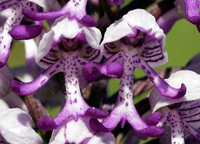 Ятрышник или северная орхидея на вашем участке