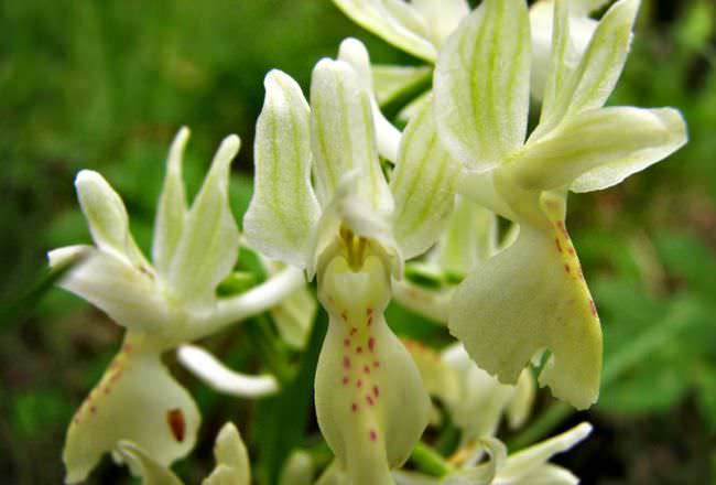 Ятрышник или северная орхидея на вашем участке