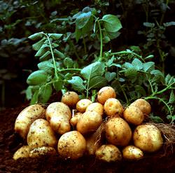 Выращивание картофеля в нашей стране распространено практически повсеместно