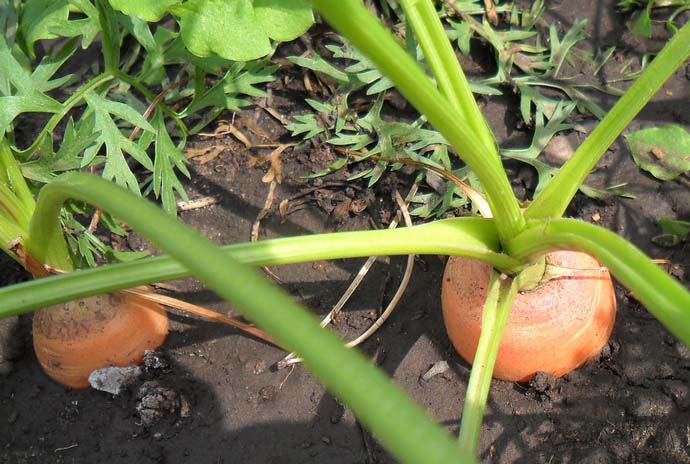 Картофель является очень хорошим предшественником для моркови