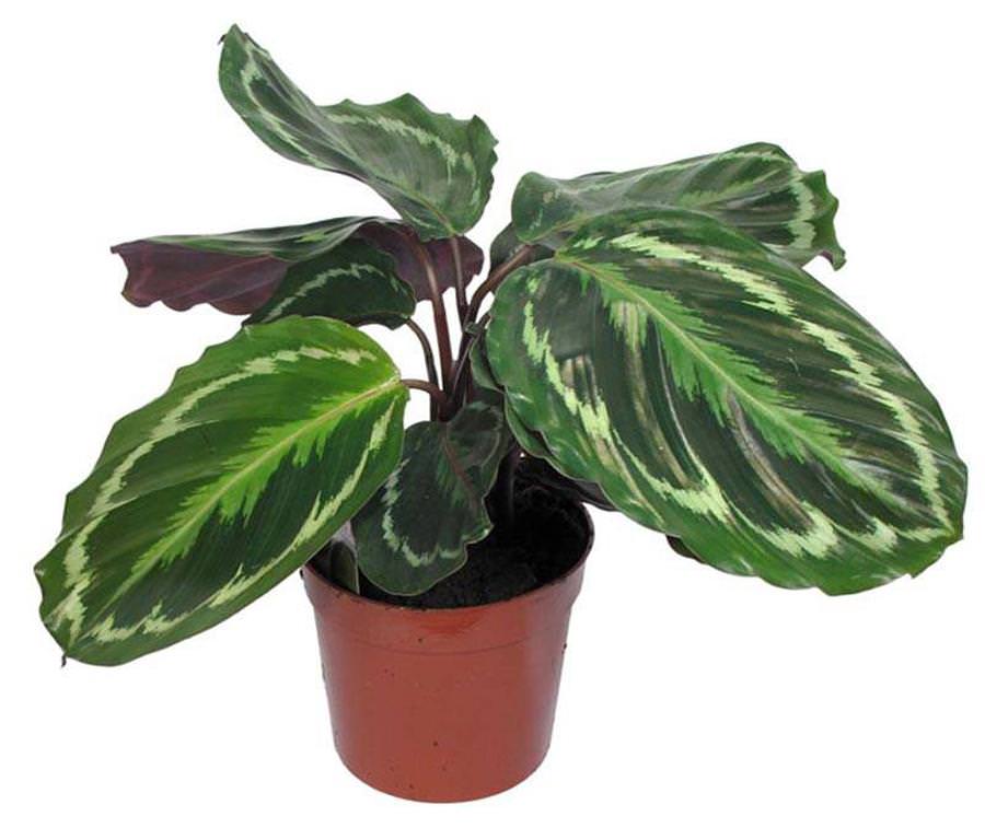 Калатея розовоокрашенная, или розеопикта (Calathea roseopicta)