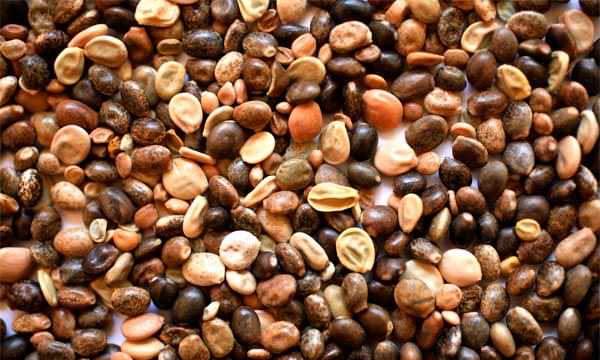 Семена люпина могут быть разными по размерам, форме и окрашиванию, но всегда имеют гладкую или мелкоячеистую поверхность